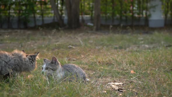 Two Kitten Playing In The Garden Together On Summer Day alt