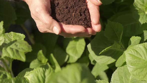 Woman hands giving soil slow motion. Fertile ground, fertility. Organic agriculture, agricultural ca alt