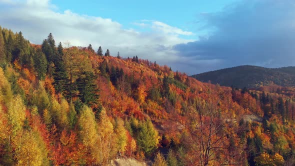 Beatifull Cinematic smooth movement tilt down. Full colours of autumn forest.