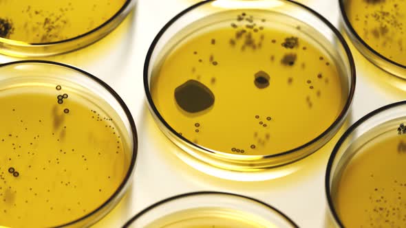 Petri dishes with yellow agar containing circular colonies of fungi or bacteria. alt