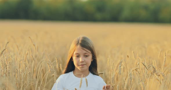 Beautiful Little Girl with Long Hair is Walking Along a Wheat Field with a Flower in Her Hand