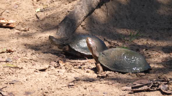 Two African helmeted turtles on the sand alt