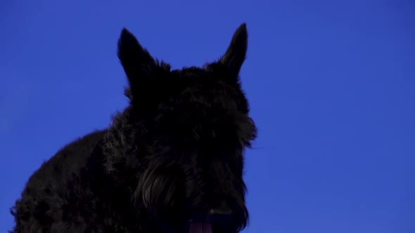 A Dog of Breed Scottish Terrier Black Color Lies in the Studio on a Blue Background alt