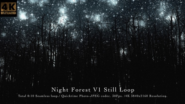 Night Forest V1 Still