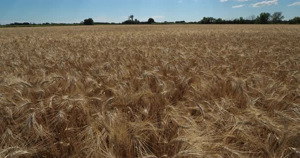 Wheat field in Occitanie, France alt