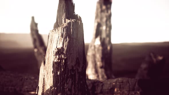 Logs and Trunks After the Forest Fire alt