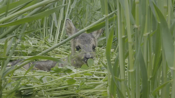 Little Gray Fawn Lying in Green Grass and Looking at Camera Close Up Slow Motion Full Frame alt