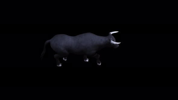 4K Black Bull Walk Top View alt