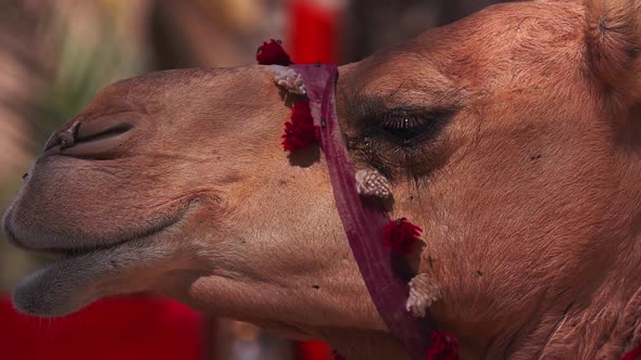 Profile of Desert Dromedary Camel (Camelus Dromedarius) Face and Eyes in Middle East in Oman with alt