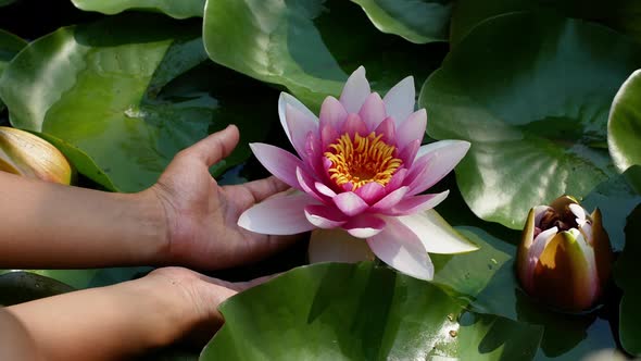Woman is touching a lotus in the pond. A woman holds a lotus in her hands. Big beautiful pink flower