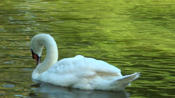 White Swan Floating in a Pond