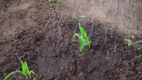 Young Sprouts of Corn are Watered Abundantly with Water Closeup alt