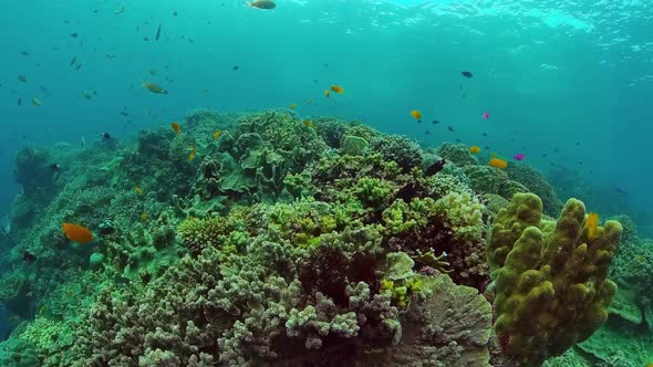 Coral Reef and Tropical Fish alt