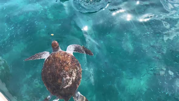 The Sea Turtle Floating in the Turquoise Transparent Sea Water