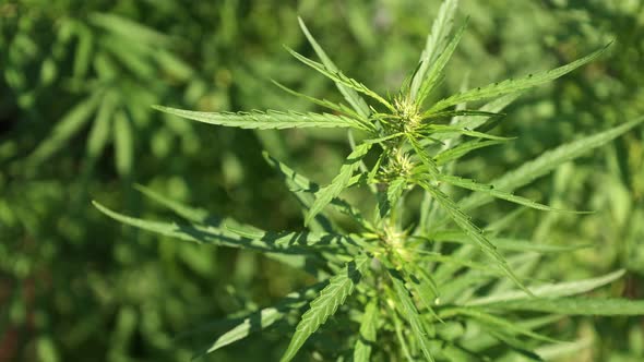 Green Branch Cannabis with Five Fingers Leaves on Natural Background