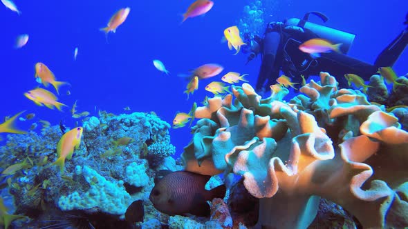 Underwater Diver alt