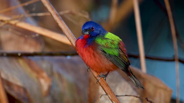 A Painted Bunting Video Clip 
