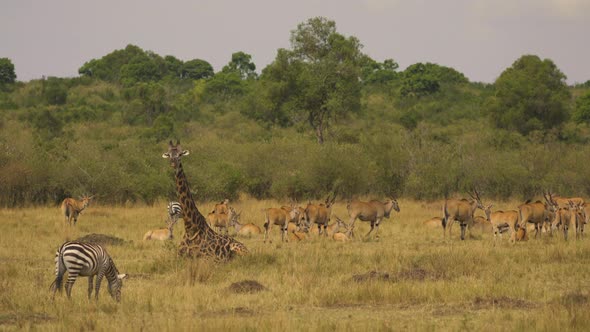 Common eland herd in Africa alt