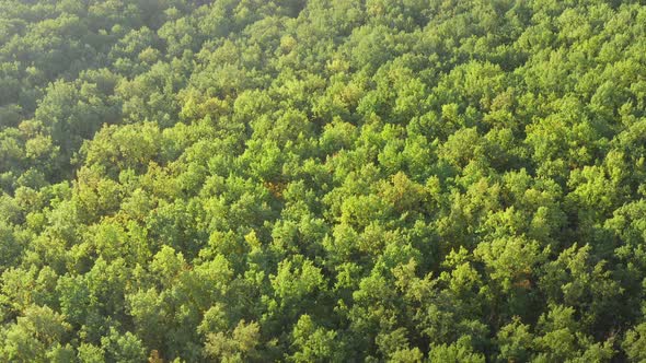 Thick Green Natural Deciduous Forest