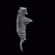 27 Zebra Dancing HD - VideoHive Item for Sale