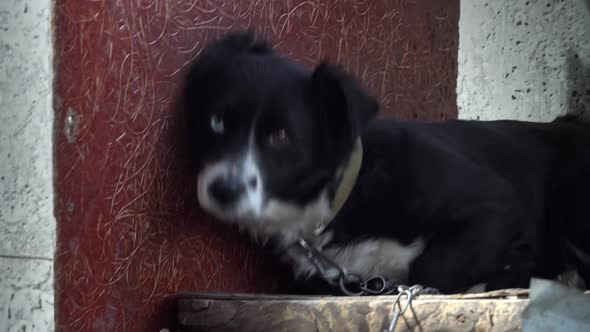 Black and White Dog with Different Eyes on a Chain Near the Booth is Resting alt