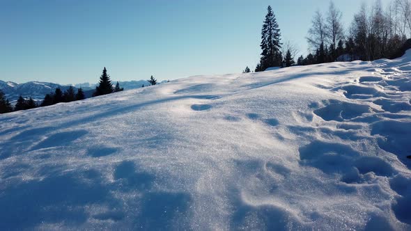 A hill of snow during sunny day with pine trees an blue sky alt