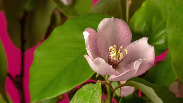Quince Blossom Timelapse Rotating on Red alt