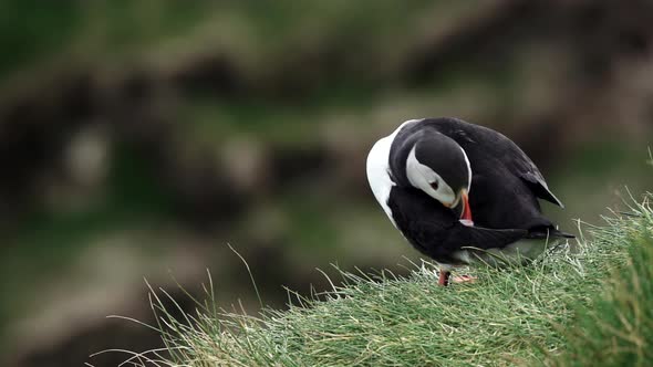 Puffin Cleans Feathers in Super Slow Motion