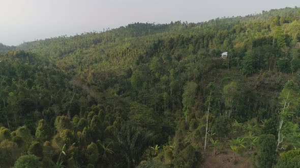 Tropical Landscape Rainforest and Mountains alt