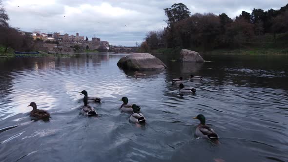 Ducks On The River 4K 03