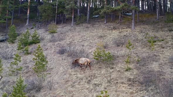 Drone Shot of Male Wild Maral Grazing in the Forest alt