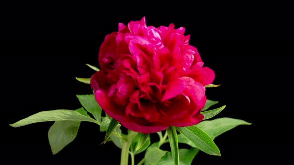 Time Lapse of Opening Beautiful Red Peony Flowers