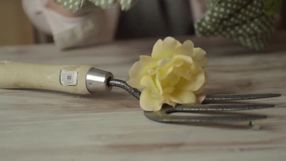 Gardener with gloves and garden fork brings in freshly hand picked roses from garden alt