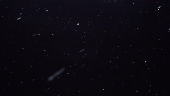 Snowfall Against Night Sky, White Snow Flakes Falling at Night, Looped Footage