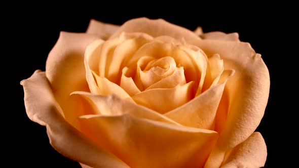 Beautiful Tea Rose Blooms on a Black Background