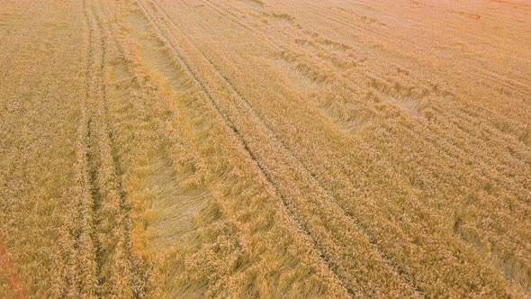 Aerial view of ripe farm field ready for harvesting with fallen down broken by wind wheat heads alt