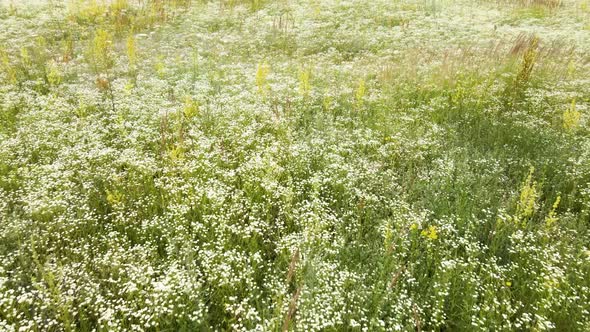 Drone aerial view white flower blooming meadow, in countryside alt
