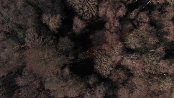 Winter Deciduous Forest Canopy Drone Birds Eye Aerial View Moving Left To Right