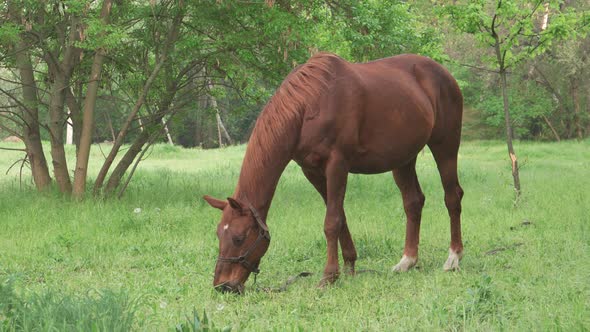 A Brown Stallion Eats Grass on a Green Meadow