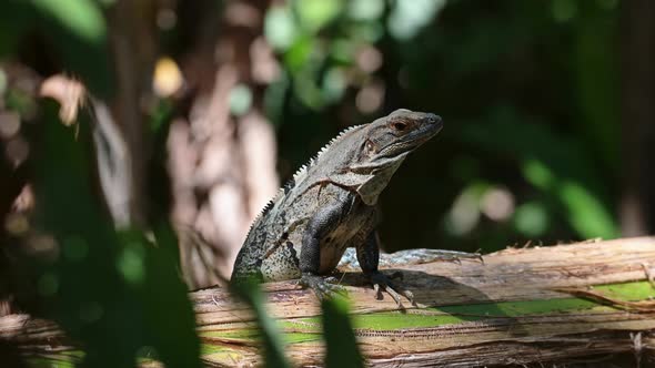 Black Spiny Tailed Iguana (ctenosaura similis), Costa Rica Wildlife and Rainforest Animals, Warm Blo alt