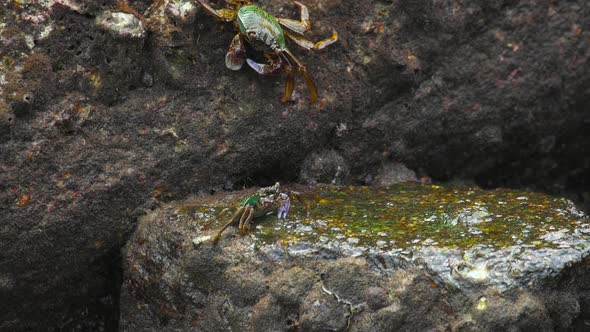 Crabs on the Rock at the Beach alt