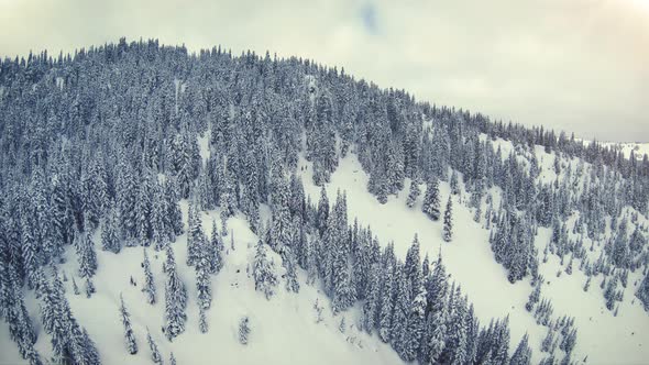 Drone Flying Backwards Over Peaceful Washington Forest Slopes In Fresh Winter Snow alt