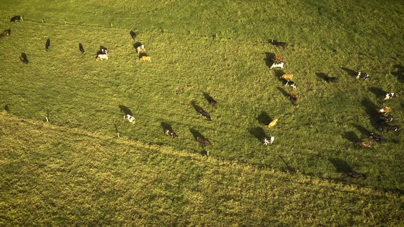 Large herd of cows eating in a field. alt