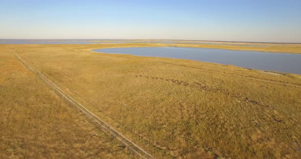 Aerial drone view of a herd of wildebeest wild animals in a safari in Africa plains alt