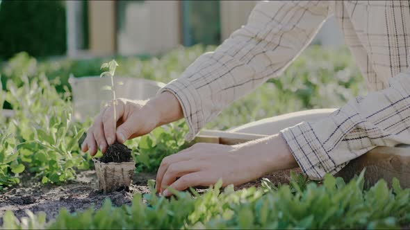 Man's Hands Planting Young Vegetables in Garden on a Sunny Day