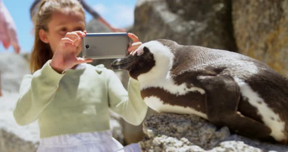 Girl taking photo of young penguin bird with mobile phone 4k alt