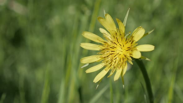 Tragopogon pratensis  flower close-up 4K 2160p 30fps UltraHD footage - Shallow DOF of wild yellow pl