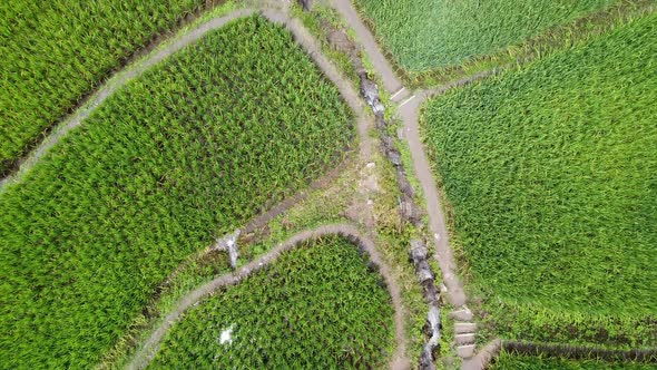 Aerial view of rice terraces field in northern of Thailand by drone