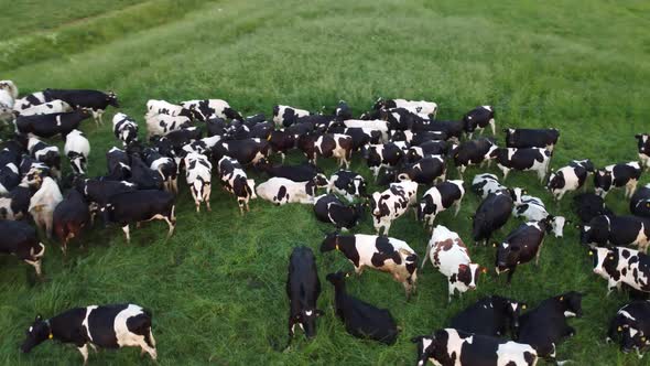 Aerial view of a herd of cows lies on the lush green grass and rests on sunny day alt