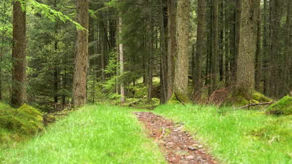 Panning Through a Forest